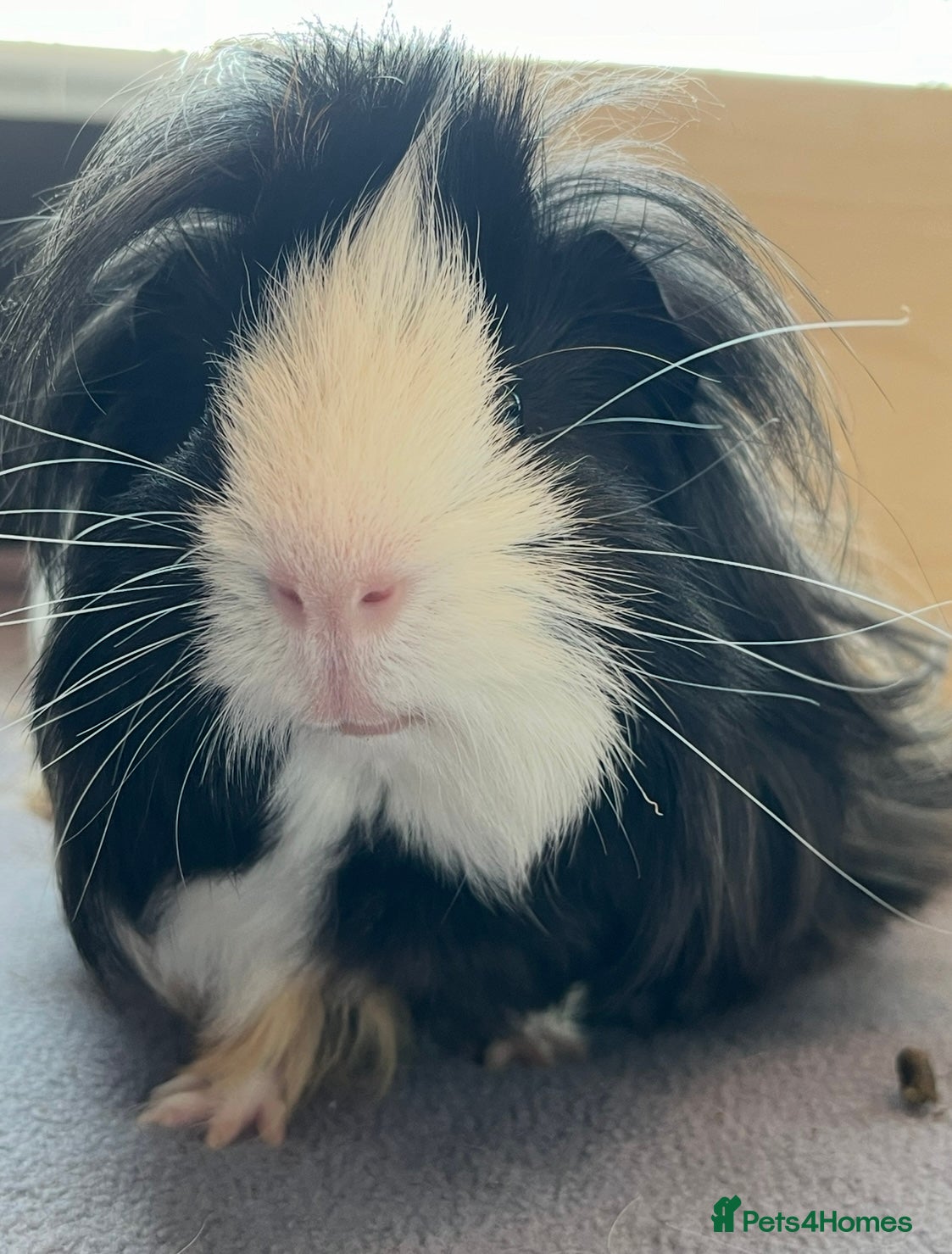 Guinea Pig rodents 2 male guinea pigs  - Advert 1