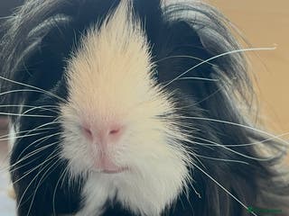 Guinea Pig rodents 2 male guinea pigs - Advert 2