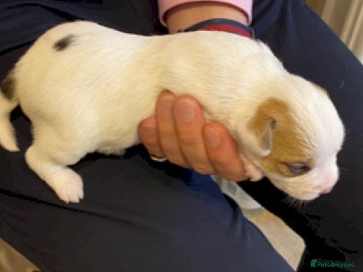 Parson Russell dogs Litter of Parson Russell Terrier Puppies for Sale - Advert 1