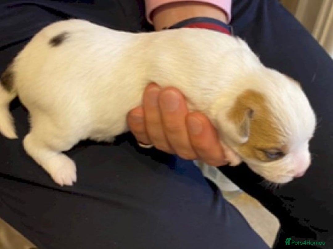 Parson Russell dogs for sale: Litter of Parson Russell Terrier Puppies for Sale - Advert 1