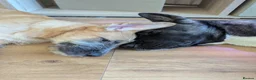 Mixed Breed dogs for sale: Stunning WolfAkita Pups – 1 Boy/1 Girl Ready now!  in Southampton - Advert 5