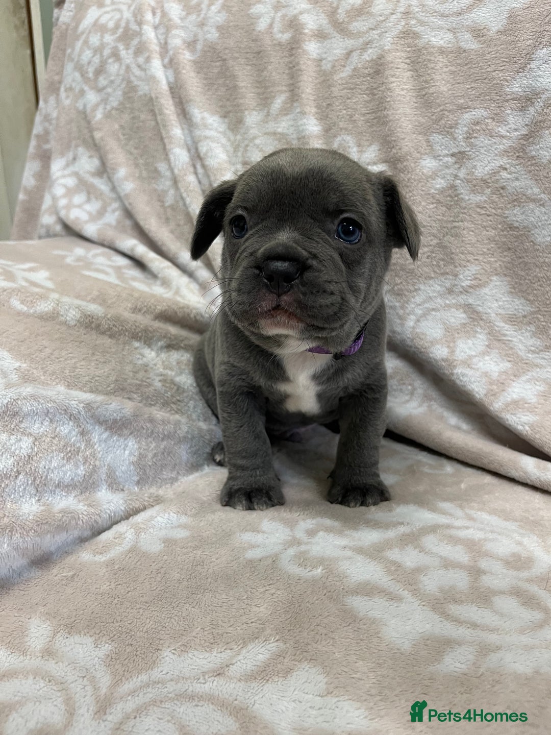 French Bulldog dogs for sale: Lovely Frenchies  - Advert 27