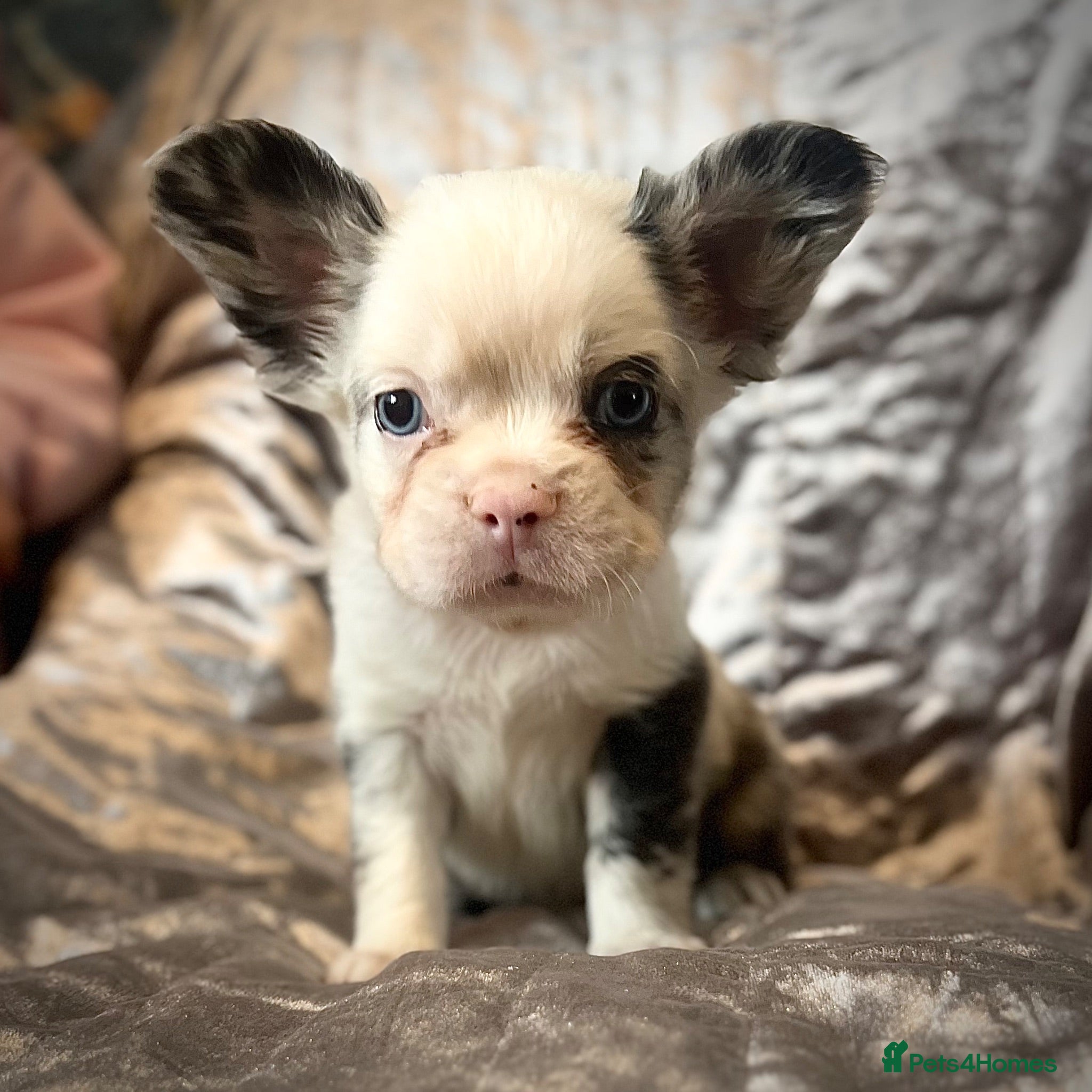 French Bulldog dogs Fluffy French bulldogs  - Advert 10