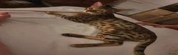 Savannah cats for sale: Buddy 4 year old Male S7 Savannah - Advert 5