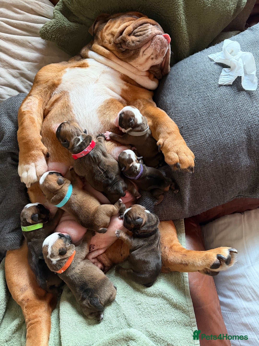 English Bulldog dogs for sale: 🌸❤️ TOP BLOOD LINE ENGLISH BULLDOGS RED AND WHITE - Advert 7