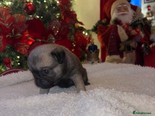 Pug dogs Beautiful Girl Pug - Advert 1