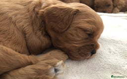 Cavapoo dogs for sale: 5⭐️ F1B Cavapoo’s - Image 2