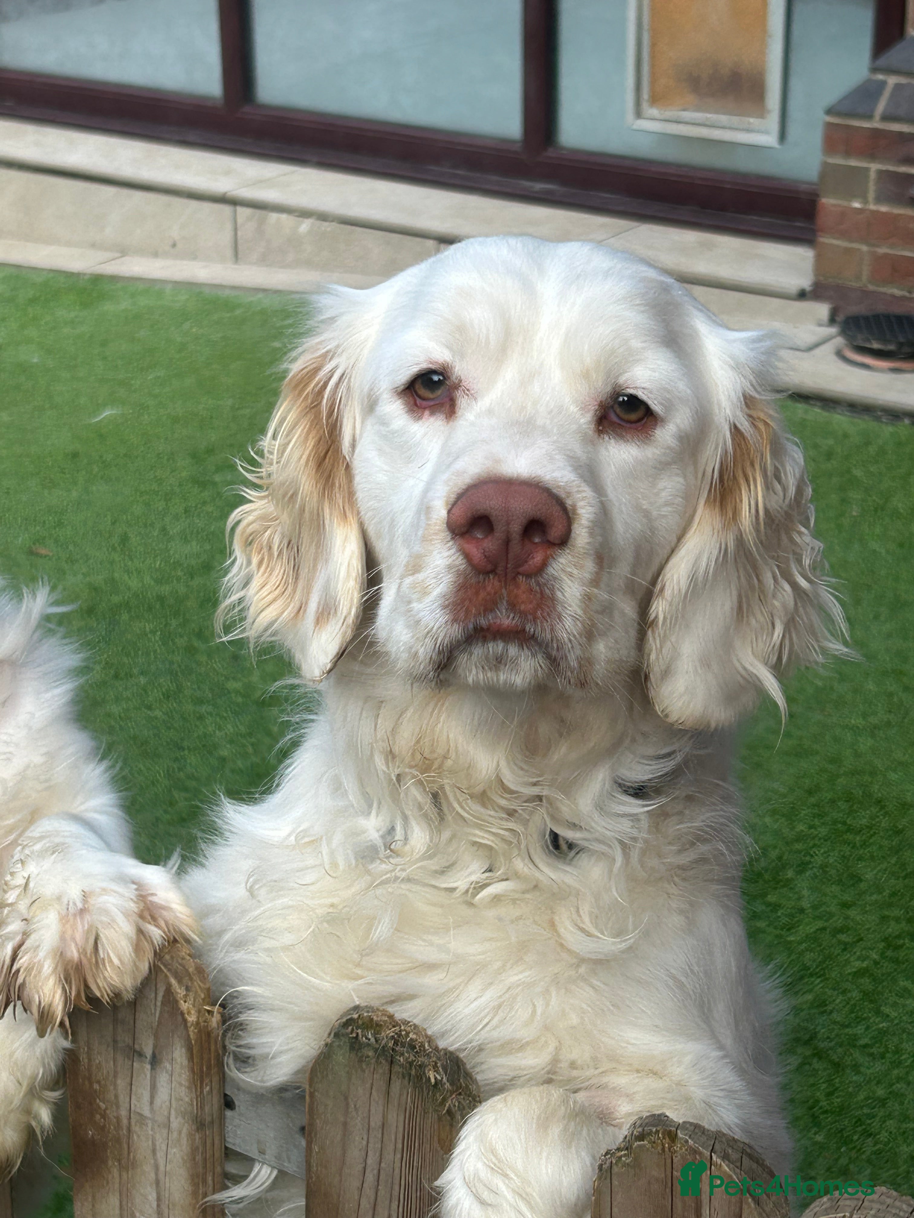 Clumber Spaniel dogs KC Clumber Spaniel Stud Dog in Doncaster - Advert 1