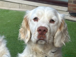 Clumber Spaniel dogs KC Clumber Spaniel Stud Dog in Doncaster - Advert 13