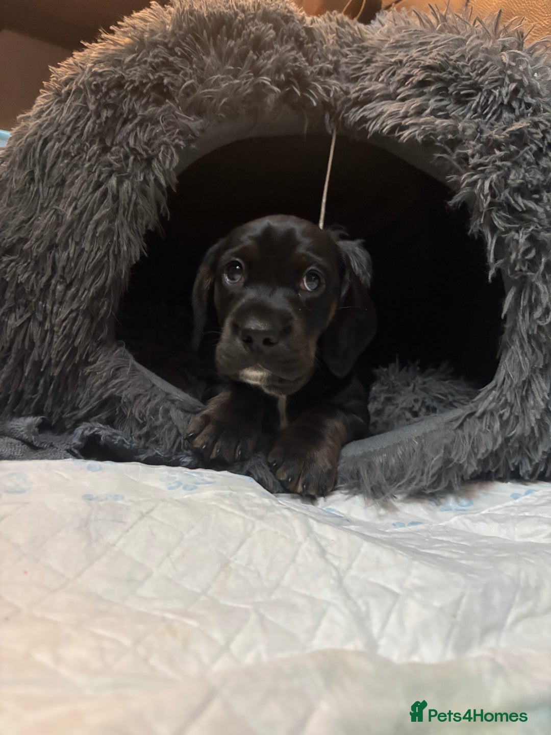 Mixed Breed dogs for sale: Miniature dachshunds puppies - Advert 9