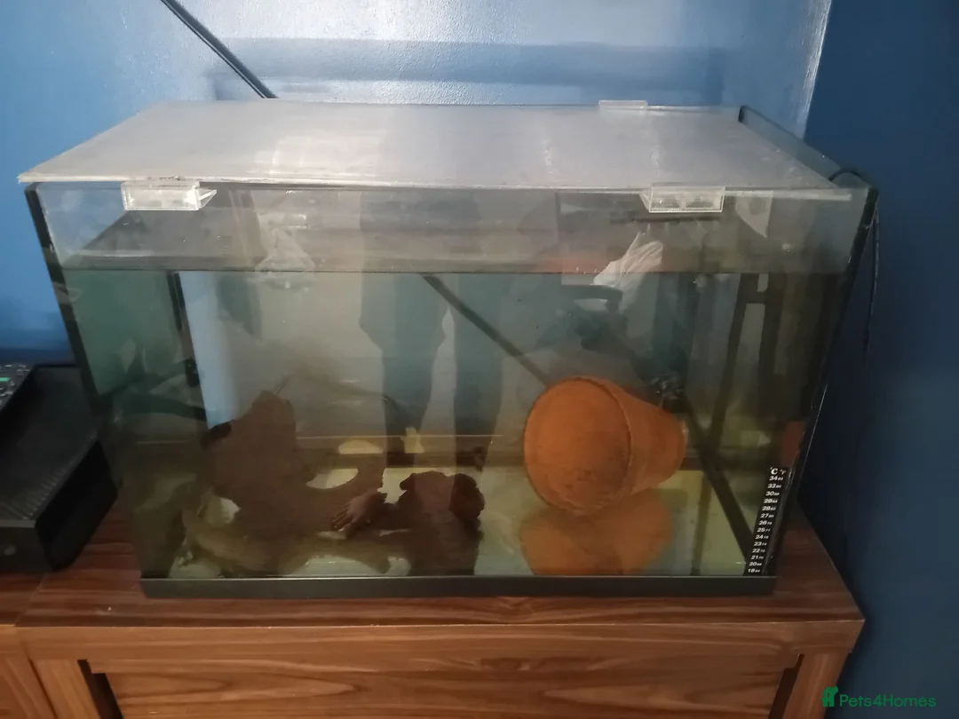 Axolotl reptiles for sale: 2 year old axolotl  in Stowmarket - Advert 2