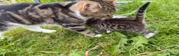Bengal cats for sale: Three bengal mainecoon males  in Stourbridge - Advert 12