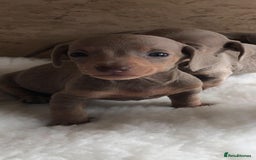Dachshund dogs for sale: Dachshund puppies  - Image 2