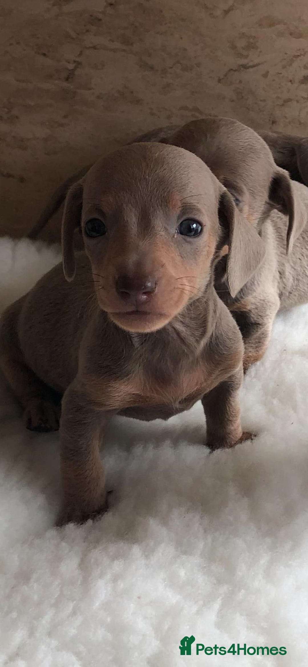 Dachshund dogs for sale: Dachshund puppies  - Image 2