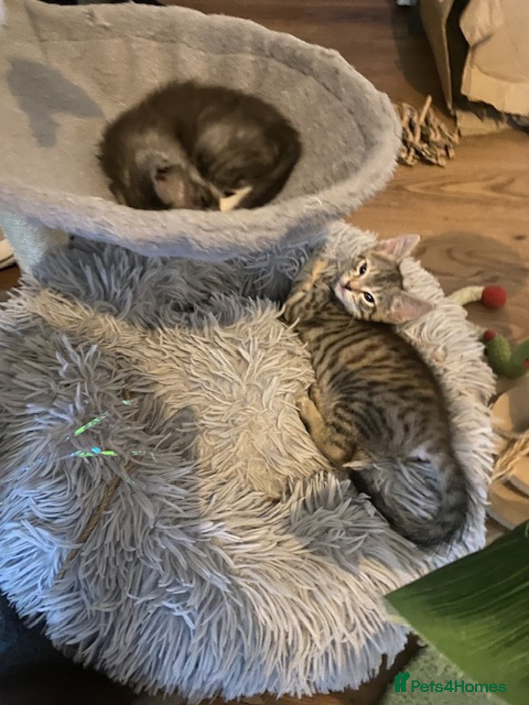 Mixed Breed cats for sale: Last little girl wanting forever home - Advert 8