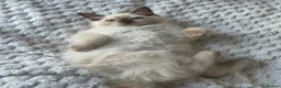 Ragdoll cats for sale: Ragdoll Cherubim Mink Kittens TICA - Advert 7