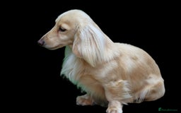 Miniature Dachshund dogs for stud: Long Haired Cream, no dilute, Pra Clear, Kc Regg - Image 18