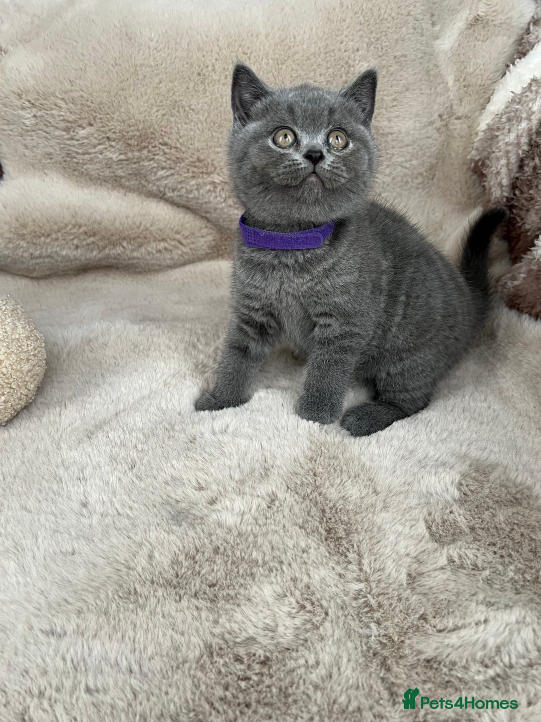 British Shorthair cats for sale: Beautiful British Shorthair  - Advert 6