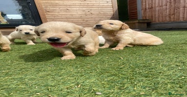 Golden Retriever dogs - Advert 8