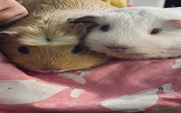 Guinea Pig rodents for sale: 2 girl Guinea pigs  - Image 3