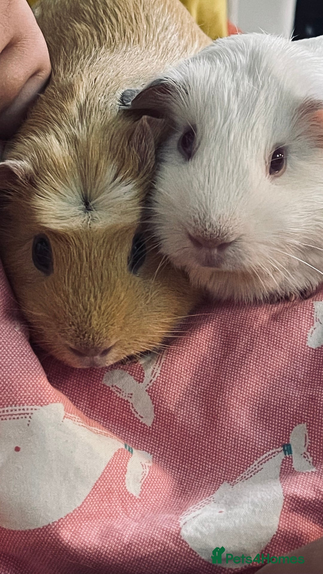 Guinea Pig rodents for sale: 2 girl Guinea pigs  - Image 3