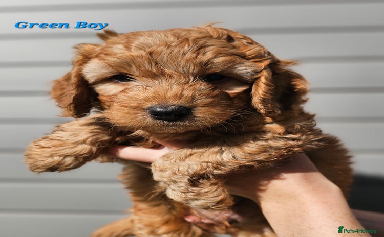 Mixed Breed dogs - Advert 13