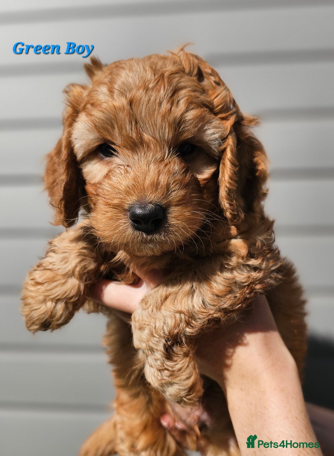 Mixed Breed dogs for sale: F2 Cockapoo's  - Image 1