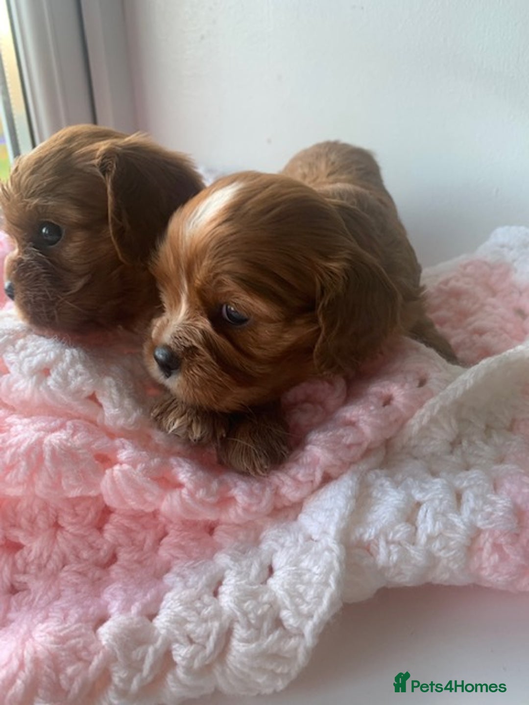 Cavalier King Charles Spaniel dogs for sale: ruby & black and tan kc reg pups - Advert 6