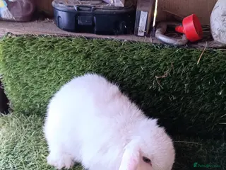 Mini Lop rabbits Pure mini lops - Advert 24