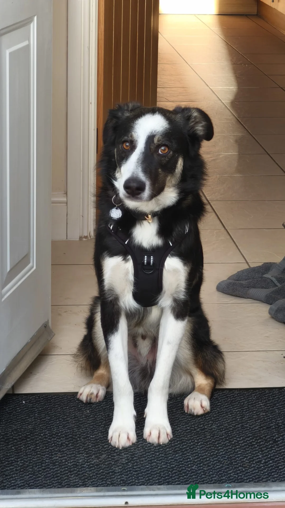 Mixed Breed dogs for adoption: URGENT CONFIDENT FOSTER💙MAX💙 Let Down But Hoping - Advert 2