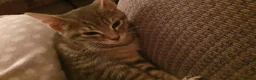 Mixed Breed cats for sale: Grey tabby female in Burnley - Advert 4