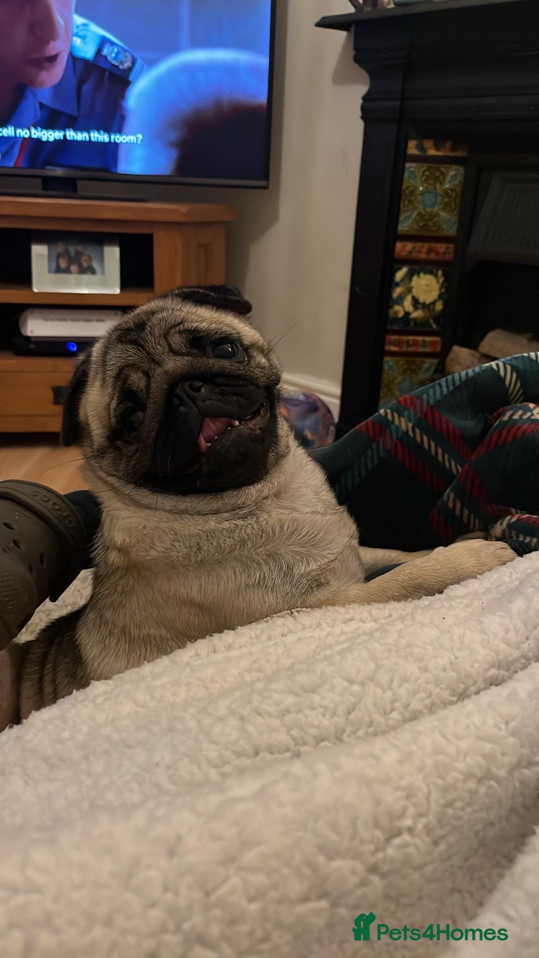 Pug dogs for sale: Grown up pug - Advert 5