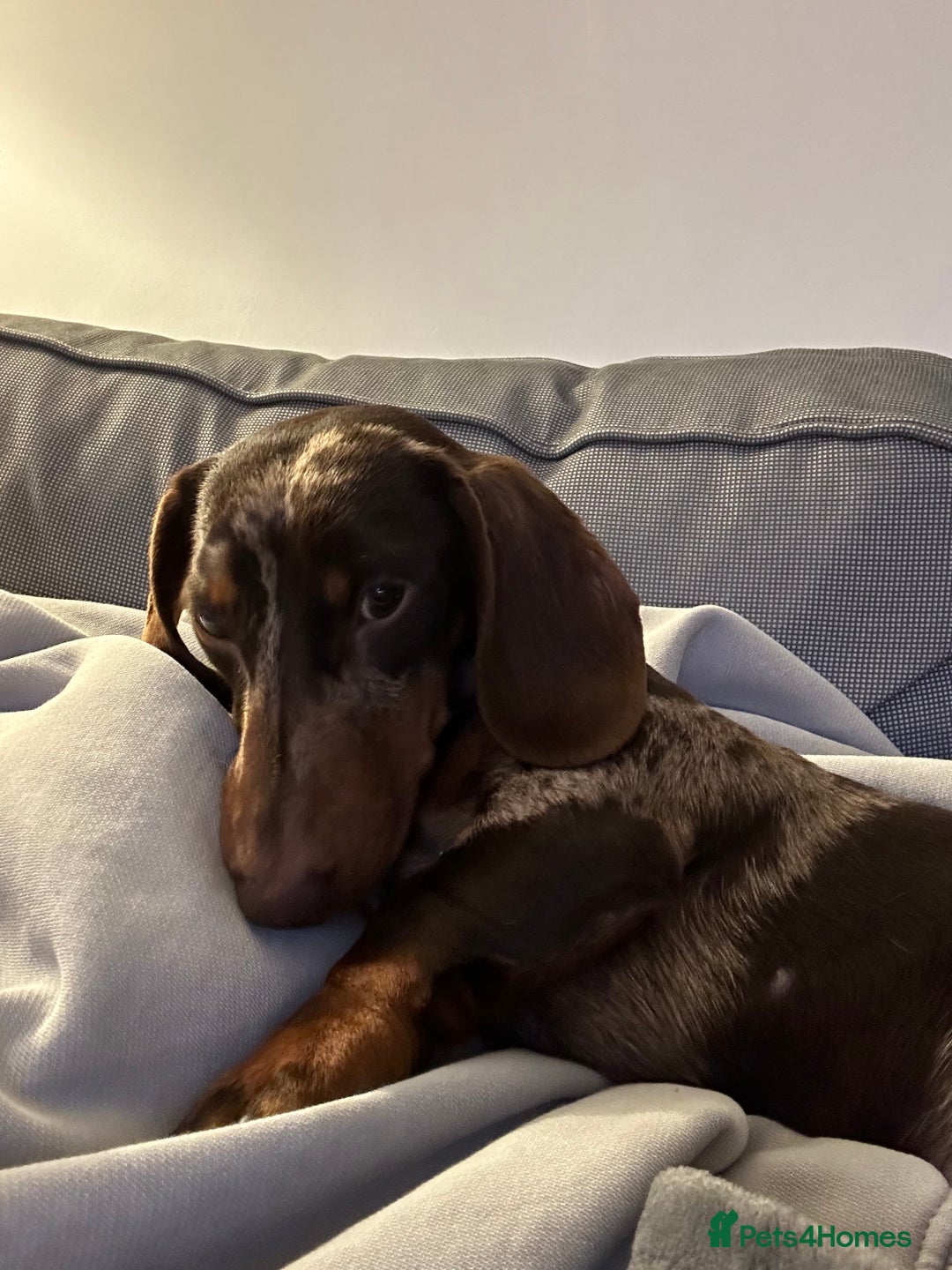Miniature Dachshund dogs for sale: Otto  - Advert 15