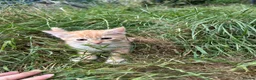 Mixed Breed cats for sale: Farm Kittens - Ready Now!  - Advert 8