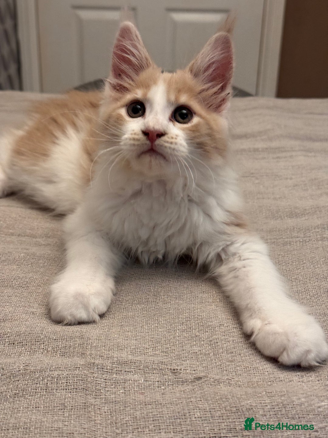 Maine Coon cats for sale: TICA registered purebred Maine Coon kittens - Image 6