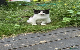 Mixed Breed cats for sale: 2 beautiful girls - Image 5