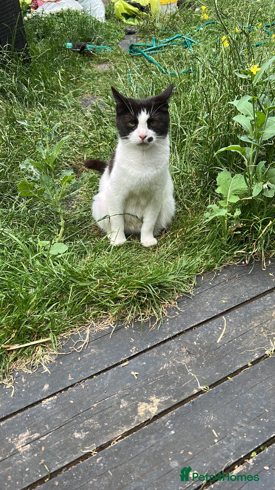 Mixed Breed cats for sale: 2 beautiful girls - Image 5