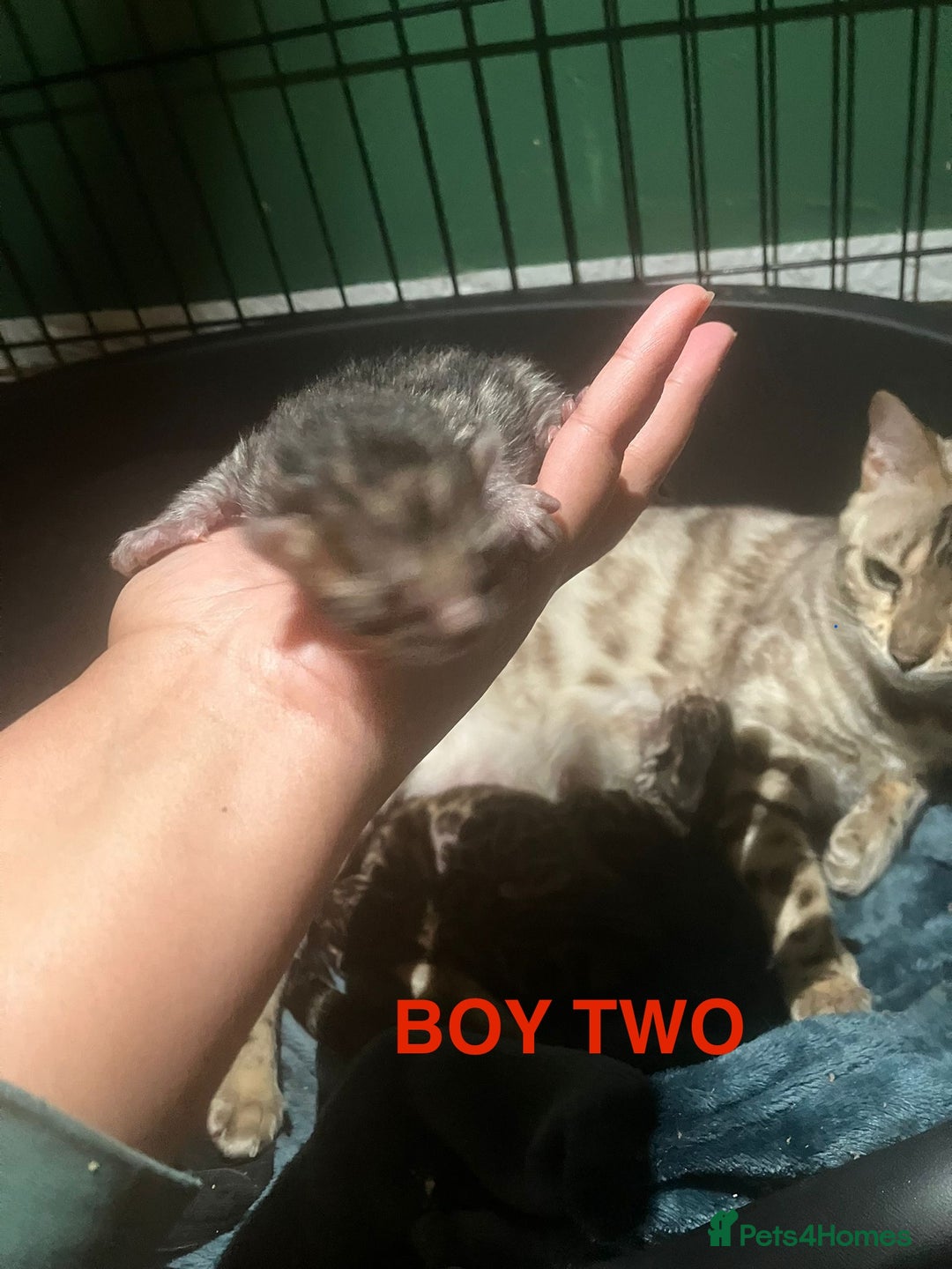 Bengal cats for sale: Pedigree Bengal Kittens  **  - Advert 9