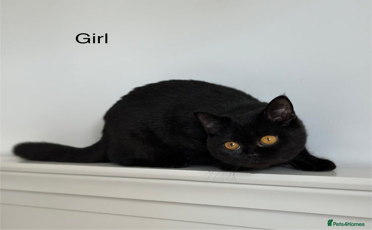 British Shorthair cats for sale in Norwich - Advert 1