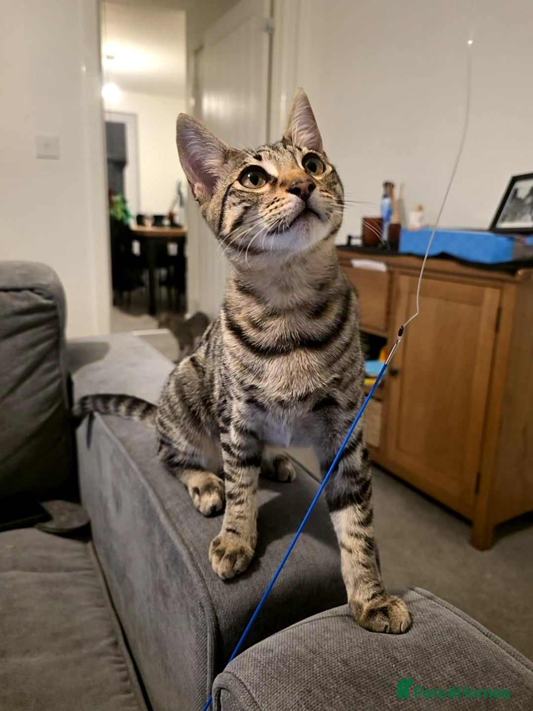 Savannah cats for sale: 2 Loving Brothers (Savannah Breed) - Advert 8