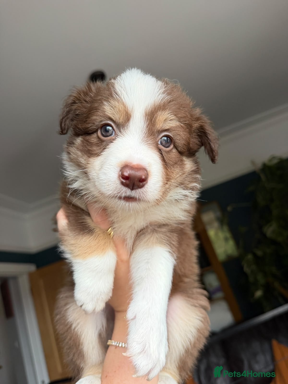 Border Collie dogs 2 male chocolate border collie puppies red Merle - Advert 2