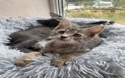 Maine Coon cats for sale: Beautiful Maine Coon X kittens  - Image 13