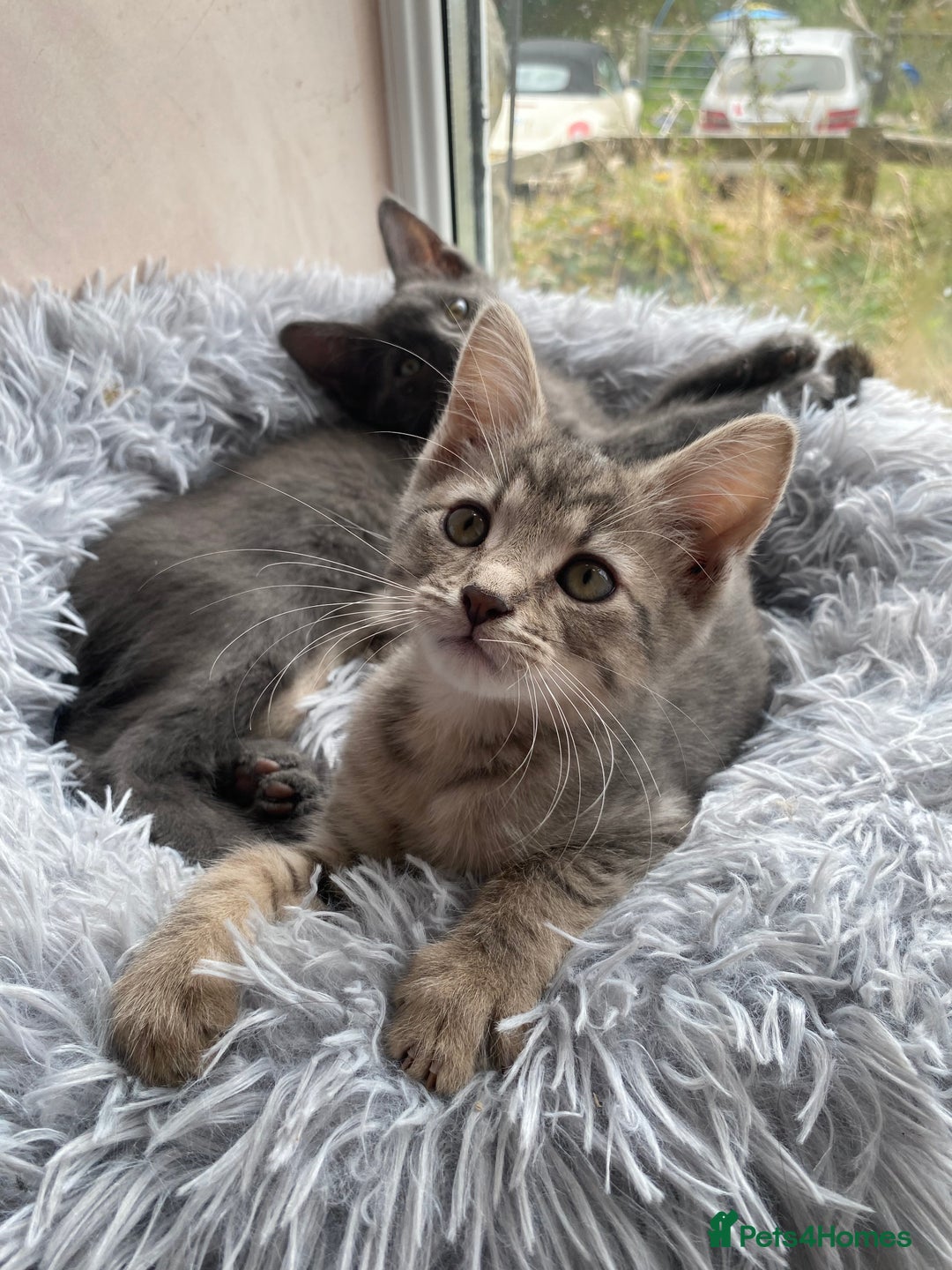 Maine Coon cats for sale: Beautiful Maine Coon X kittens  - Image 13