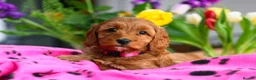 Cockapoo dogs for sale: Gorgeous female red cockapoo - Advert 2