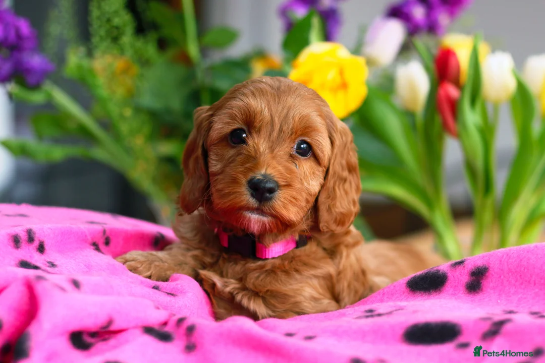 Cockapoo dogs for sale: Gorgeous female red cockapoo - Advert 2