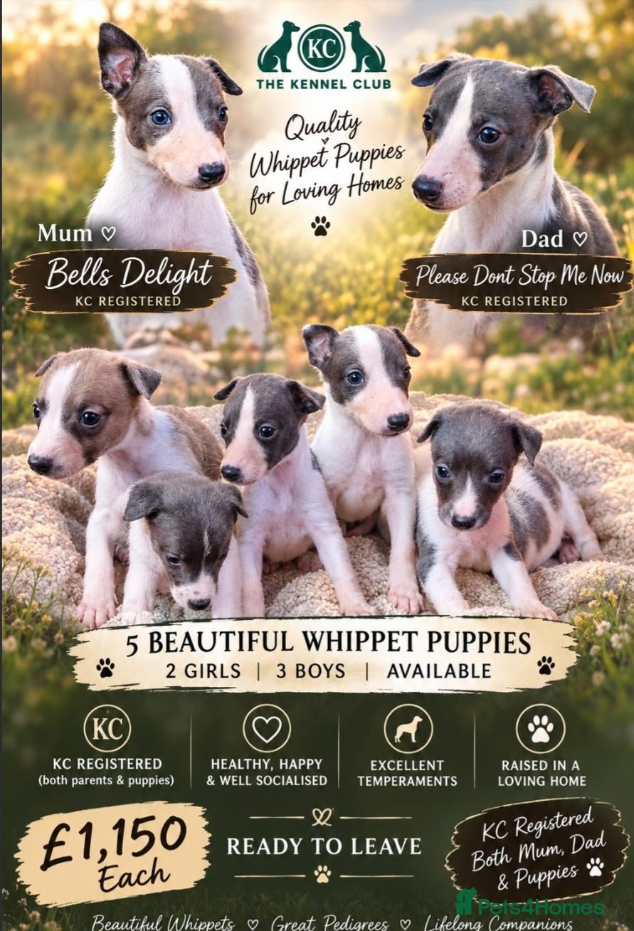 Whippet dogs Kc registered whippets - Advert 8