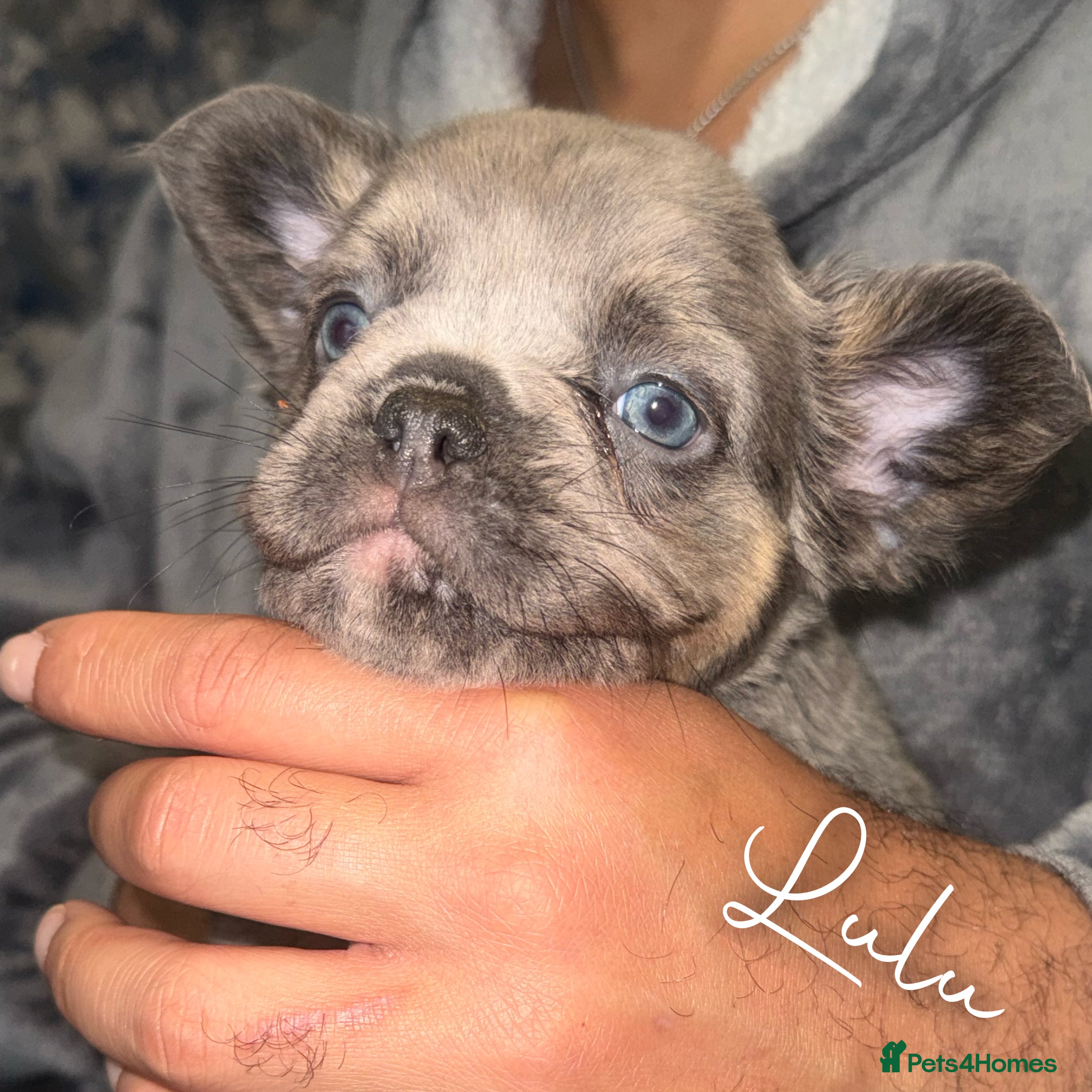 French Bulldog dogs Fluffy &amp; testable frenchies - Advert 10