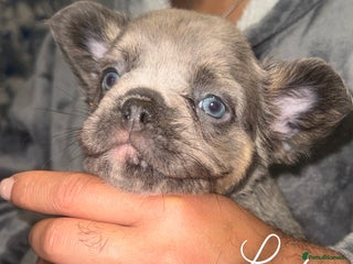 French Bulldog dogs Fluffy & testable frenchies - Advert 4