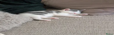 Domestic Shorthair 1