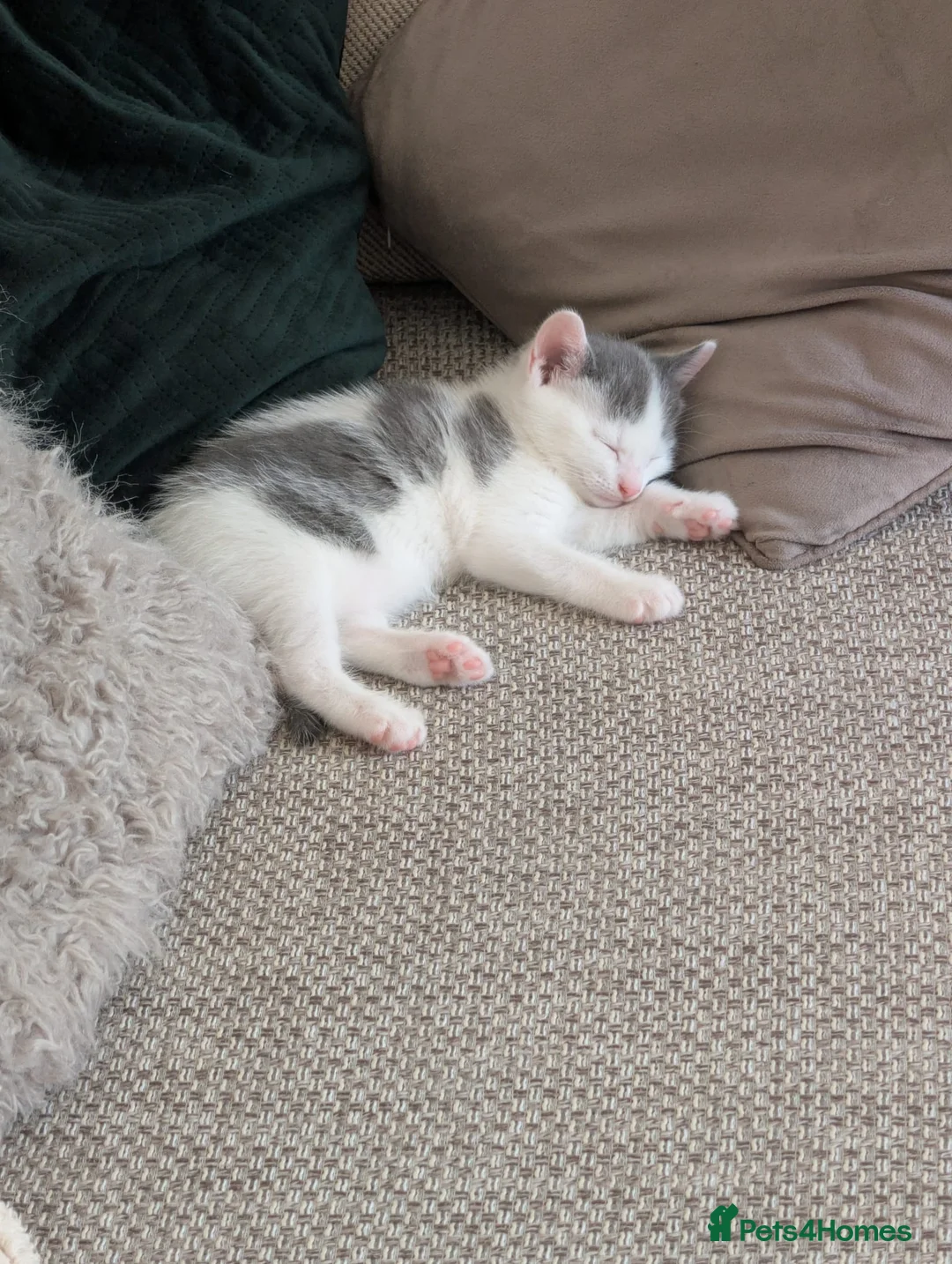 Domestic Shorthair cats for sale: Short haired domestic kittens in Exeter - Advert 17
